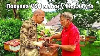 ИО VSH матка 