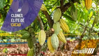 Clones élite de cacao