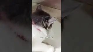Detik detik Luna tangkap si Jery #youtubeshorts #shortsvideo #catlover
