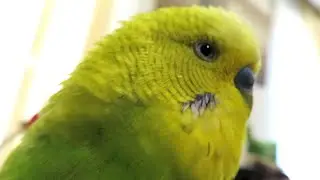 BIRD EXPLOITATION | PEDRO the Budgie
