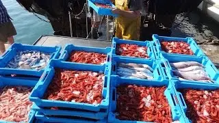 Descarga del pescado y marisco en el Puerto de Blanes