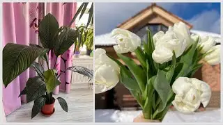 С праздником Весны! Я сделала свой зимний сад почти автономным! Автополив. Хвастаюсь подарком ❤️🌹