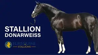 Donarweiss - Hanoverian Stallion