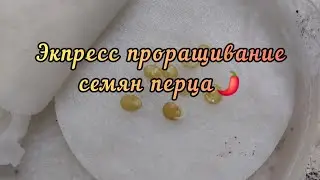 И не нужно долго ждать😁 Температура воды примерно 70° #перец #проращиваниесемян #врек