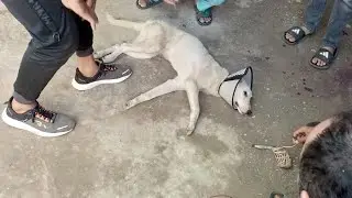 Rescuing Stray Dog: The injured Dog is shifted to the Animal Hospital  - HELP NEEDED!!!