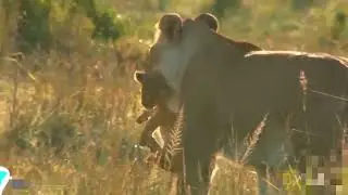 Сражение животных часть 5