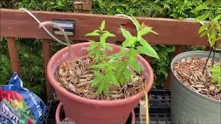 Surviving The Haze Of 'merriKLAN kemTrales In The Garden