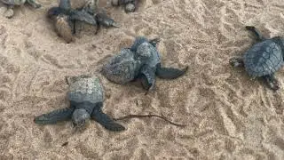 LA GUYANE EN FAMILLE #14 - Naissance des tortues marines.