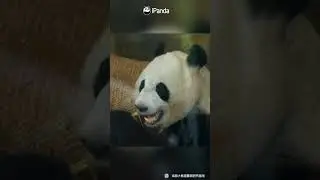 Panda Tou Hin Meeting Visitors At Chengdu Panda Base | iPanda 
