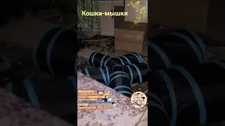 Кошки-мышки.