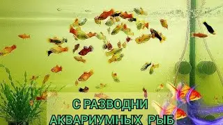 Появились золотые рыбки🐠 Пецилия родила🤏 Готовлю заказ💰