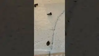 Шел домой, на канале не смог пройти мимо уток))