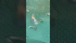 Guppy taking the Spotlight