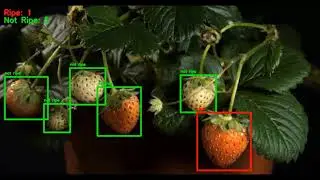 Ripeness in Strawberries