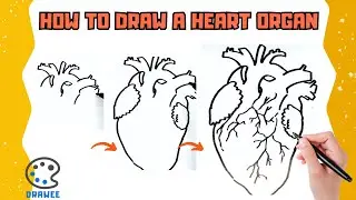 How to draw a Heart Organ