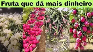 PITAYA PROFIT? Most profitable fruit tree? How to make money with pitaya.