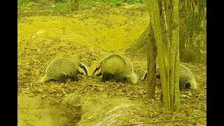 Family of European badgers