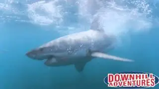 Downhill Adventures - Shark Cage Diving