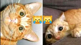 مقاطع مضحكة جدا للقطط