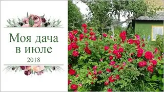 My dacha in July 2018. Kostroma.