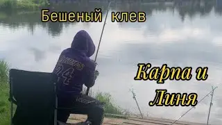 Рыбалка в московской области. Линь и карп клюют без остановки