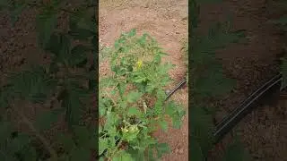 Растение после высадки. Какая приживаемость?