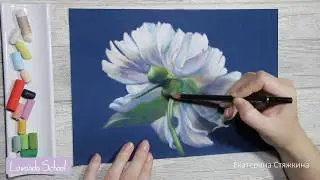 Pastel peony drawing