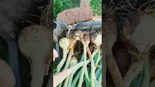 сбор лука
