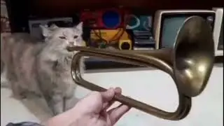 Trumpet Cat.