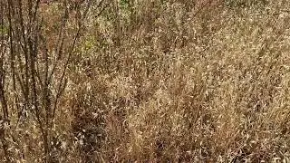 Danger Noodles Hide