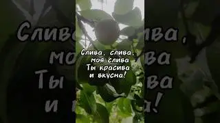 Слива, слива, моя слива, ты красива и вкусна