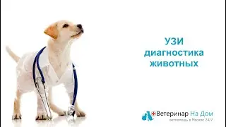 УЗИ диагностика животных