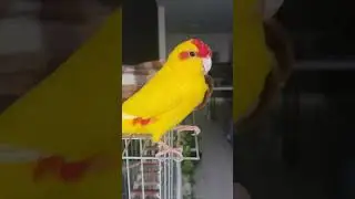 Попугай какарик красавчик!