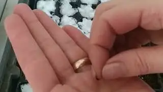 ПЕТУНИЯ ГУЛИГА ТУРПОҚ ТАЙЁРЛАШ