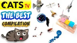 CATS TV 📺 Best ultimate compilation 😻☀️🐭 Best games 🔉 3D Sound