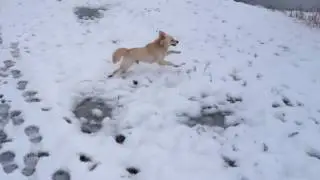 Rayo (Kokoni, small Greek domestic dog breed)