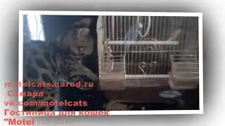 Зоогостиница, гостиница для животных, собак и кошек