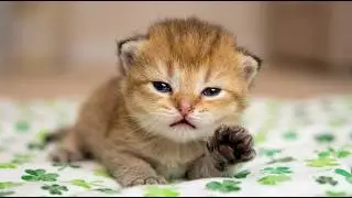 Kitten opened eyes for the first time and can't find mom cat