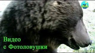 Видео с фотоловушки