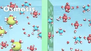 Osmosis