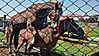 Sementales atacan a sus seres queridos en el parque. ponis atacan a sus seres queridos en el parque