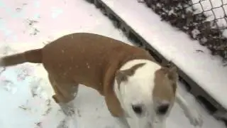 My girls loving the fresh snow!