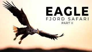 Eagle Fjord Safari Among the Islands of Flatanger | Bird Photography | BioFoto Part 2/2