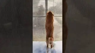 кот Потап просачивается в закрытую теплицу