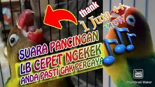 SUARA PANCINGAN LOVEBIRD agar CEPAT NGEKEK PANJANG || BAMIS LOVEBIRD farm