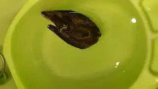 внезапный гость