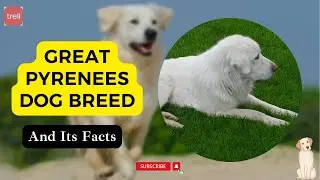 Information Of Great Pyrenees Dog Breeds And Its Facts
