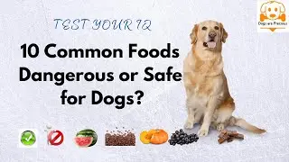 Human foods good for dogs - 10 human foods that dog can and can't eat.