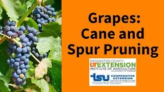 Backyard Fruit: Cane and Spur Pruning Grapes