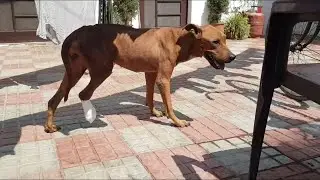 The poor dog lived wounded and tied up